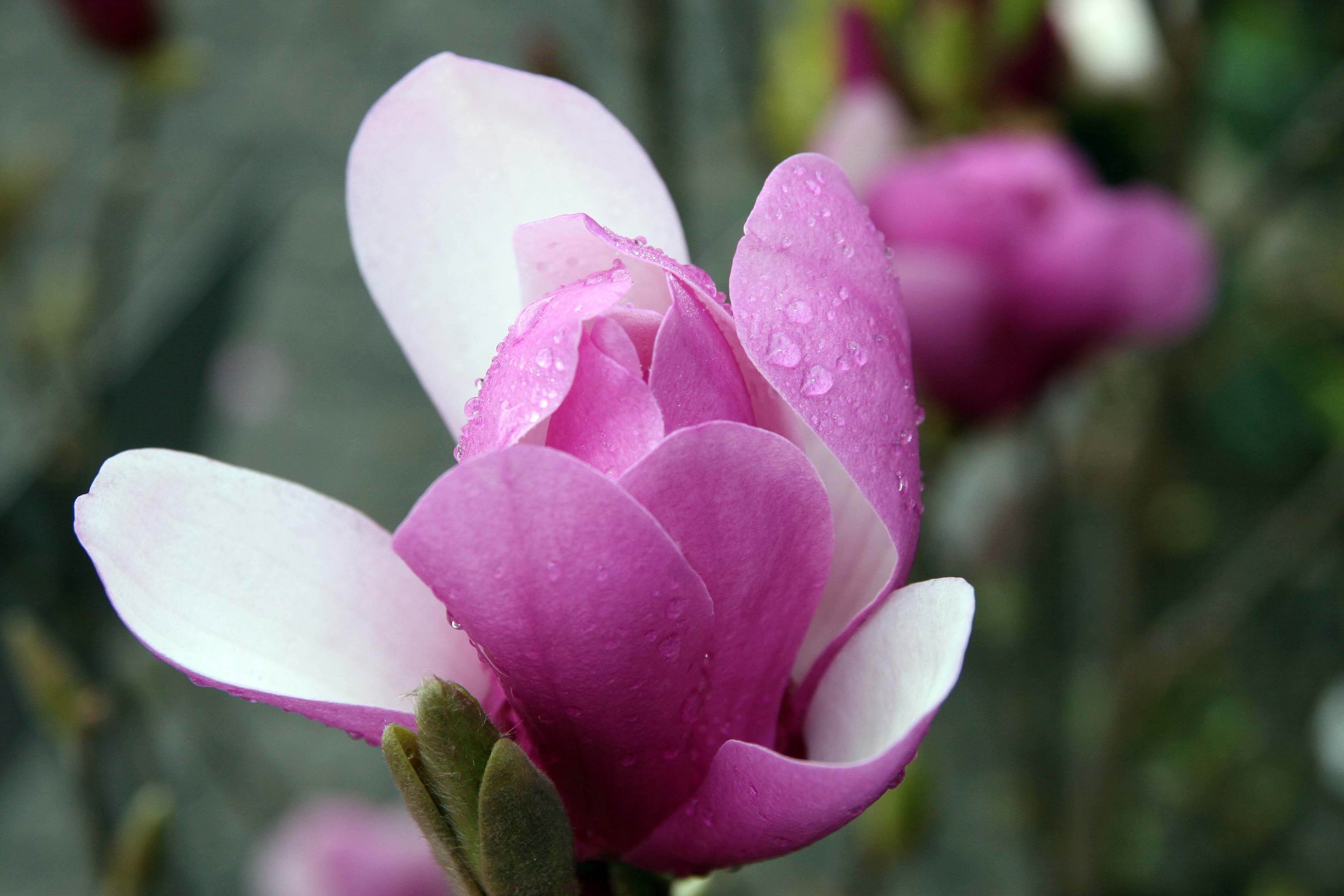 Pink and white magnolia blossoms